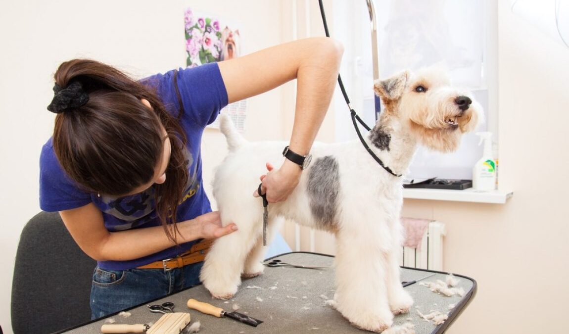 9 Things To Consider When Choosing Grooming Tables