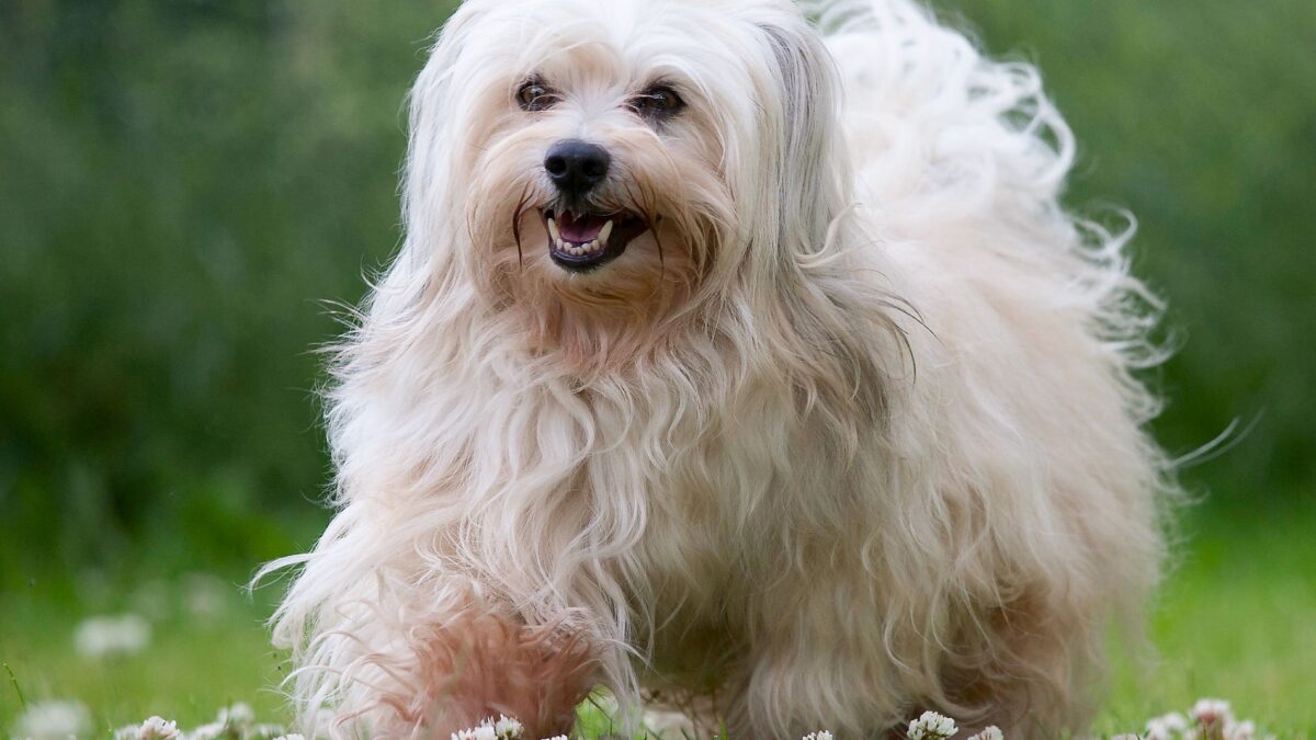 Bringing Home Your Havanese: Tips for Choosing a Reputable Breeder in the USA