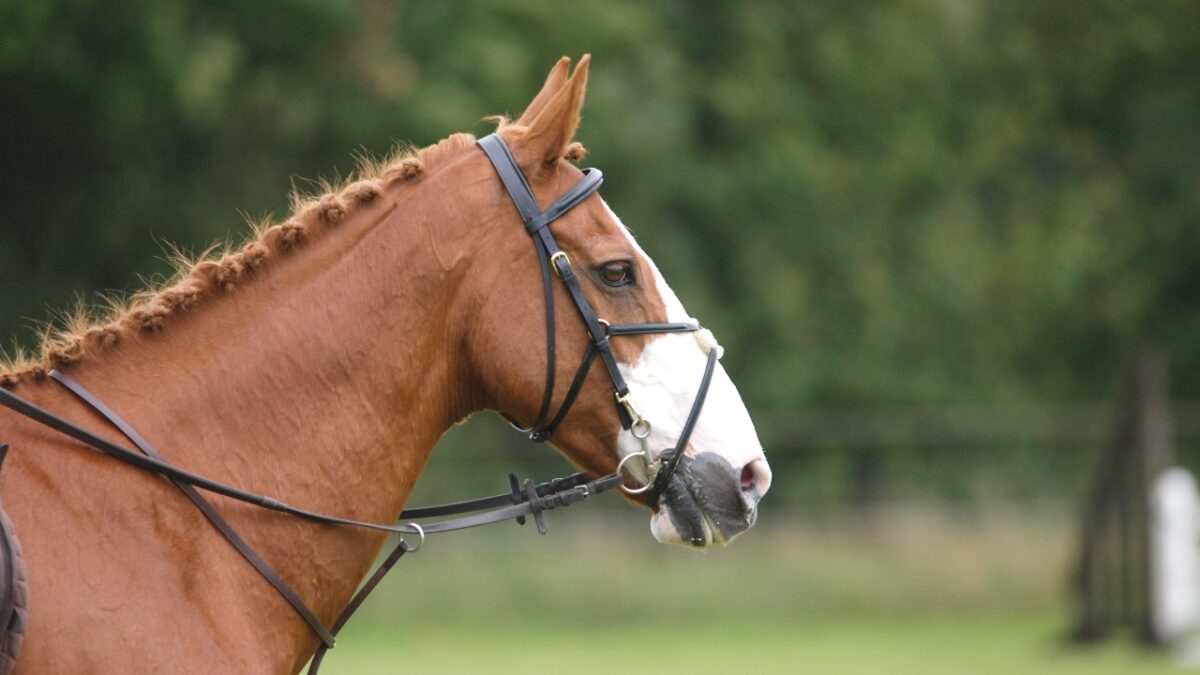 Understanding the Purpose and Proper Use of Horse Martingales