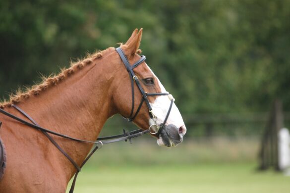 Horse Martingales