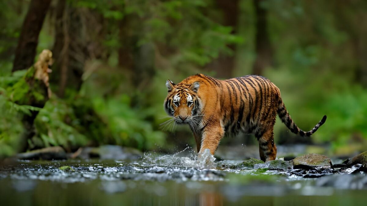 Understanding Tigers, Their Subspecies, and the Fight for Their Future