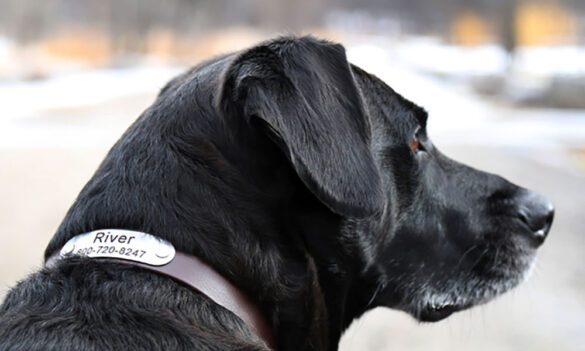 Dog Collars