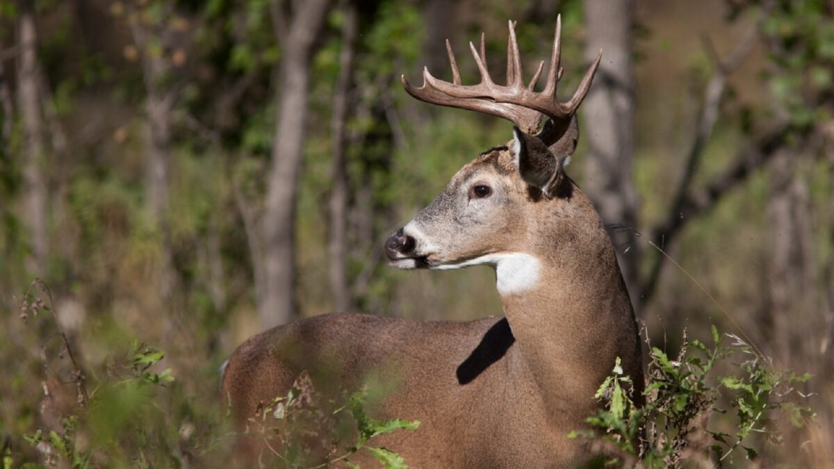 Seasonal Strategies for Whitetail Deer Hunting: From Rut to Winter