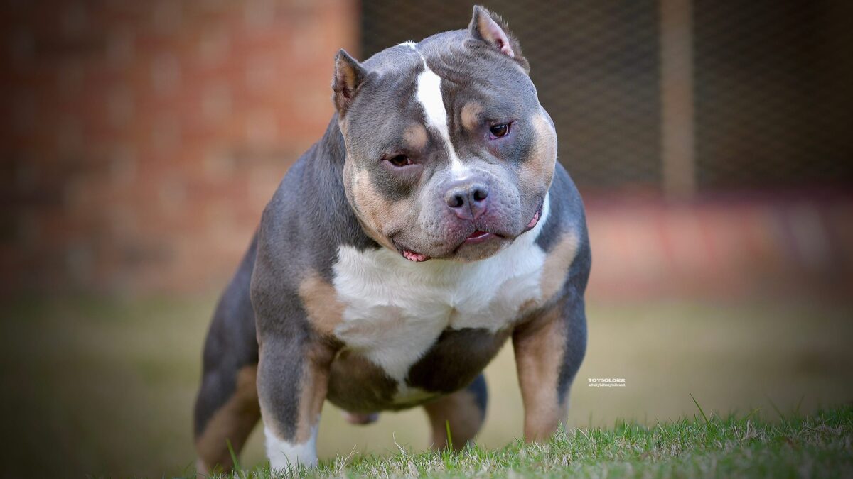 How Much is a Micro Bully