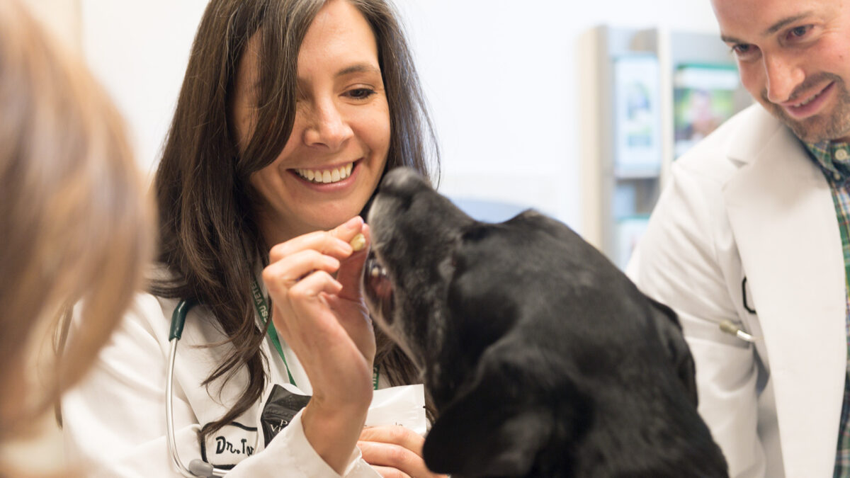 Vet Visits and Vibes: Calming Anxious Pets Without the Drama