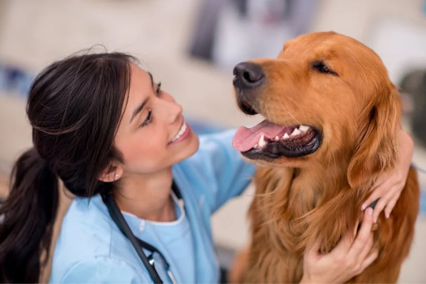 10 Signs Your Pet Needs to See the Vet—Even If They Seem Fine