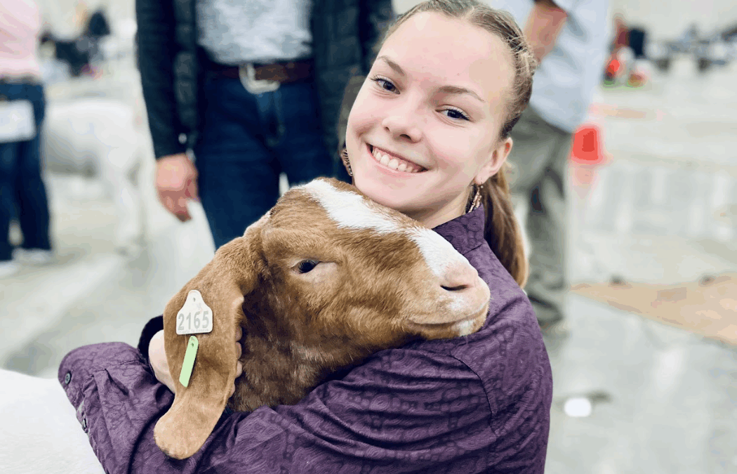 Beyond the Bloodline: How Ellinger Boer Goats Master Genetics and Daily Care for Herd Success