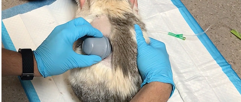 Veterinary Glucometer vs. Human Glucometer: What’s the Difference?
