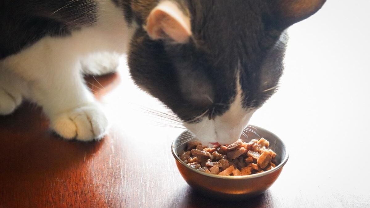 Top 10 Things to Know About Royal Canin Ragdoll Dry Cat Food