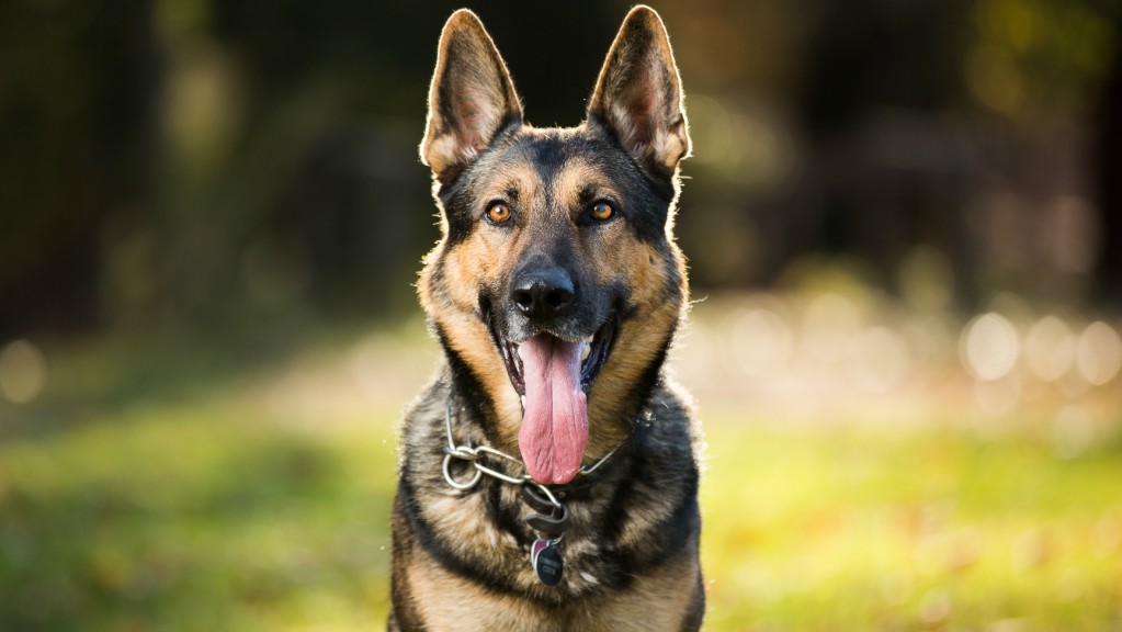 Five Reasons Why a Czech German Shepherd Is a Good Choice for a Home Deterrent Dog