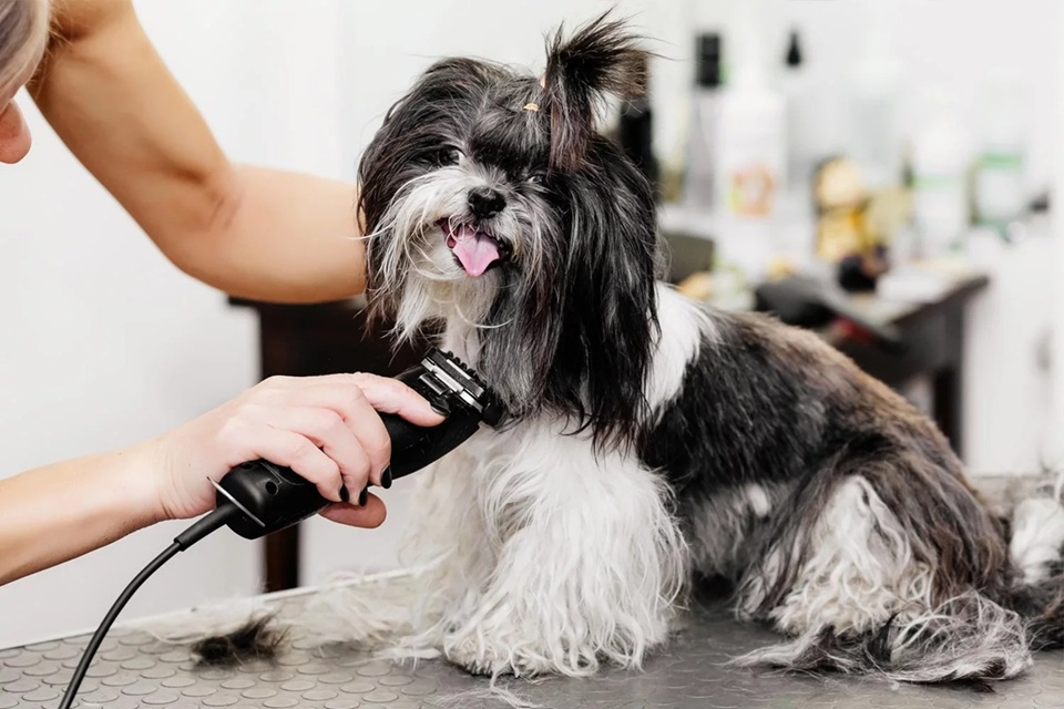 Essential Dog Grooming Equipment: Must-Have Tools for a Happy and Healthy Pup