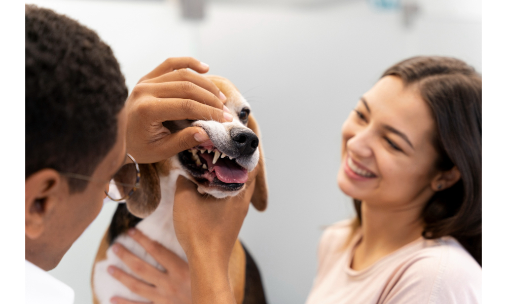 How Poor Dental Care Dogs Can Affect Overall Health?