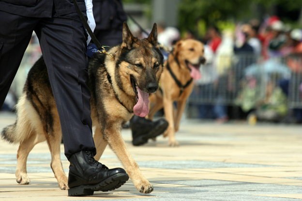 What Is K9 Security? A Guide to Using Trained Dogs for Business Protection