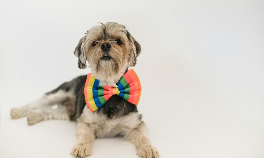 How to Choose the Perfect Dog Bow Tie for Your Pet’s Personality
