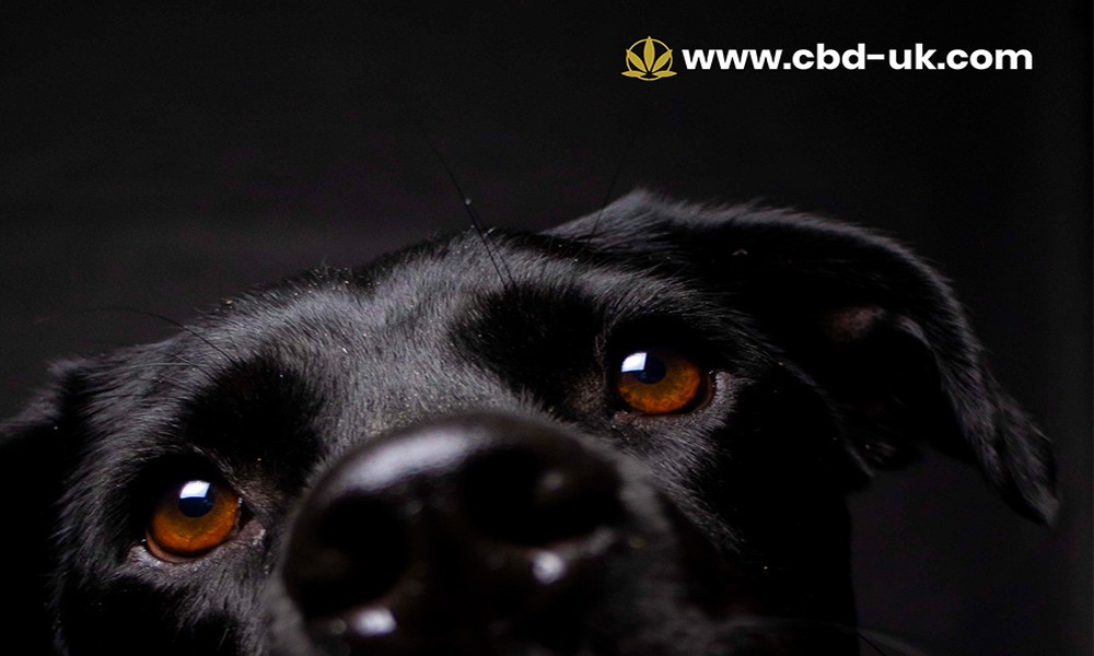 How to Choose the Best CBD Oil for Dogs UK