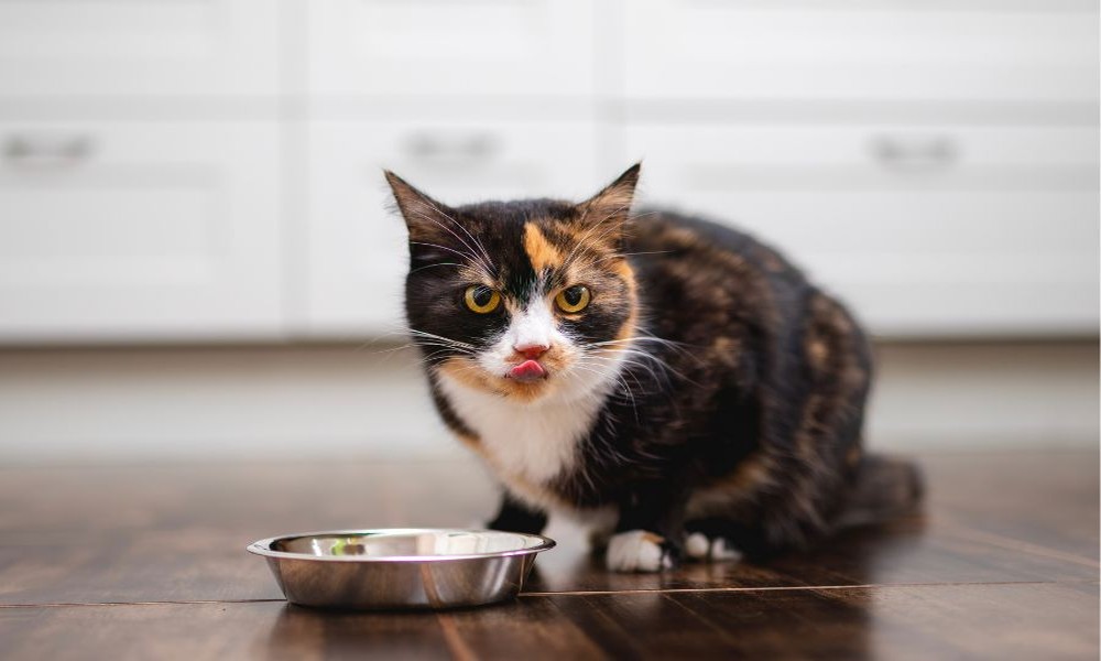 Top Reasons Indoor Cats Need Specialized Hill’s Nutrition Every Day