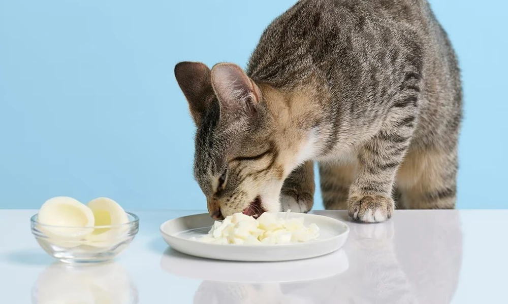 Boiled Eggs for Cats | Benefits + Safety Tips