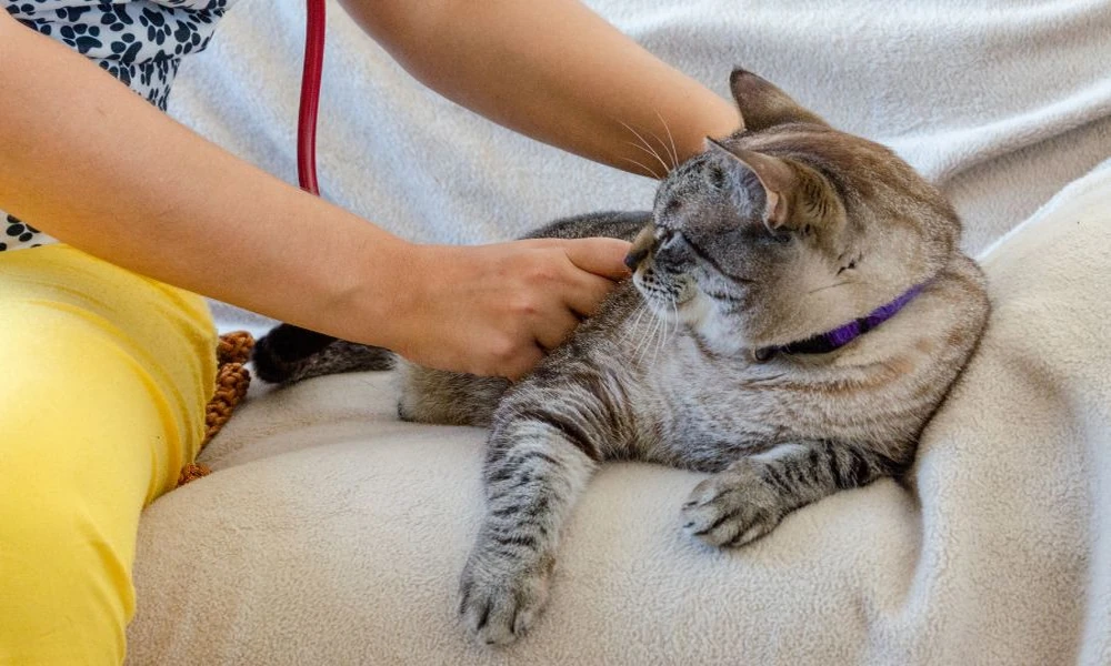 Senior Cat Kidney Health Priorities Encouraging Greater Comfort and Long-Term Wellness