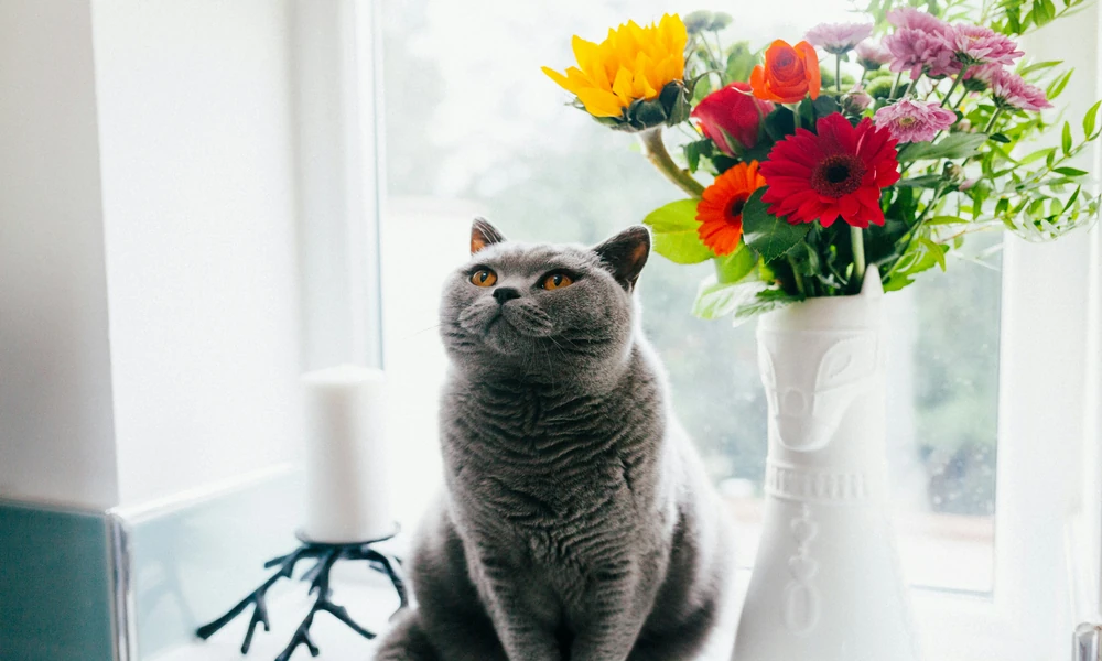 Why do heavy cats need a non-wobbling cat tree?
