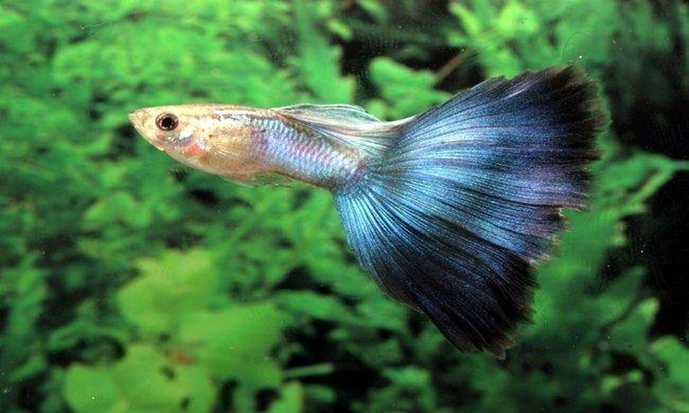 Guppy Fish Male: A Complete Guide to Colour and Care