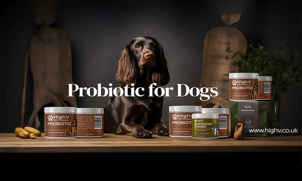 Diarrhoea in Dogs: What to Do, What Not to Do, and When to Worry