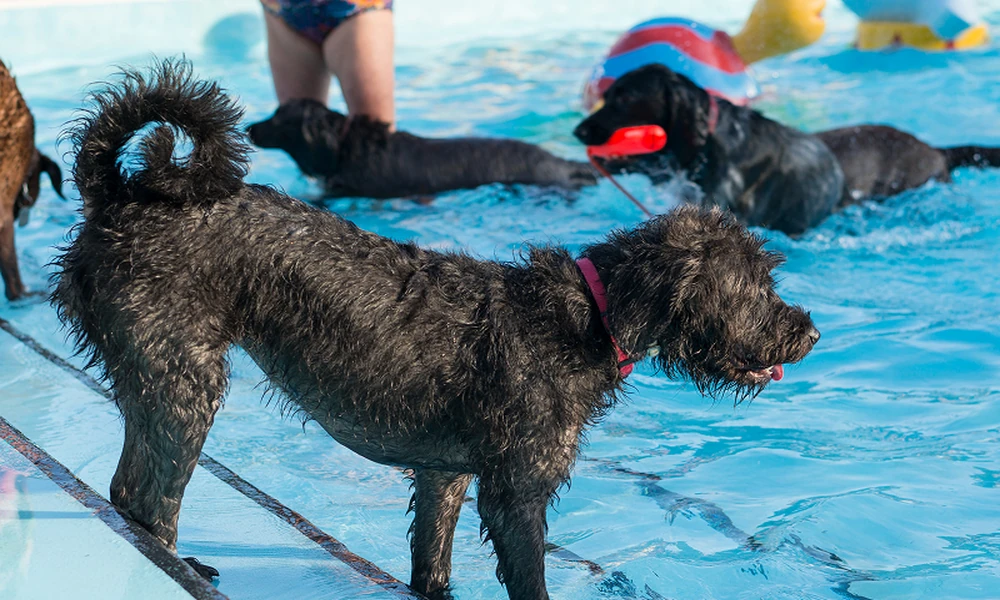 7 Hydrotherapy for Dogs Considerations Before Starting