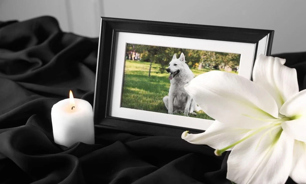 How Families Can Create a Memorial Space for a Beloved Pet at Home