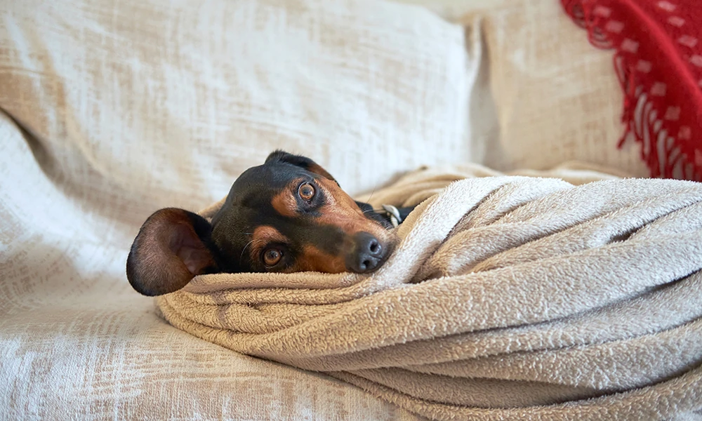 Veterinary Rehabilitation for Pets Who Need More Than Time to Heal